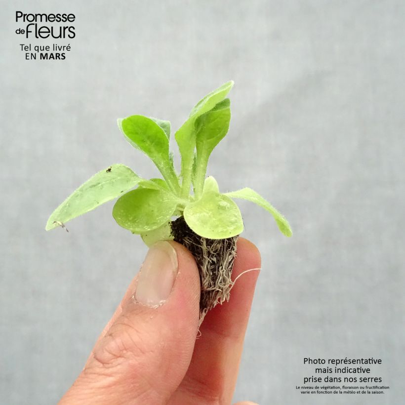 Exemplaar van Nicotiana sanderae Perfume F1 Mix - Siertabak Minimotte: kluitje van 2,2 cm x 2 cm in kweekplaat per 35 stuks zoals geleverd in de lente