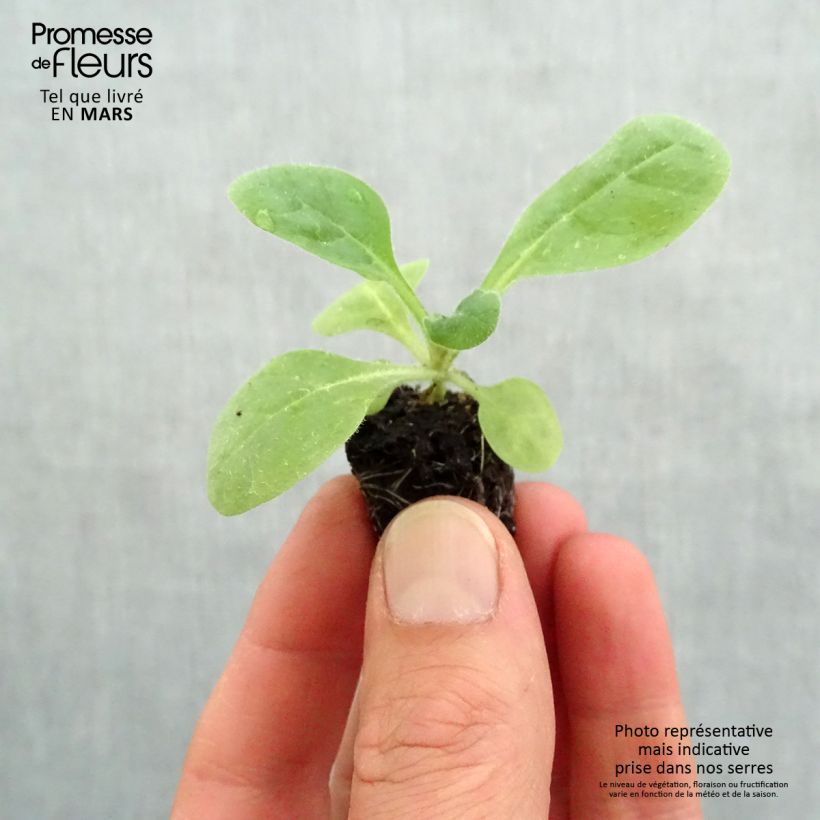 Exemplaar van Nicotiana sanderae Perfume Red - Siertabak Mini-mot Ø 3/4 cm zoals geleverd in de lente