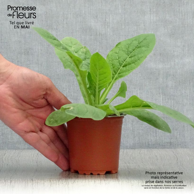 Exemplaar van Nicotiana sanderae Perfume Red - Siertabak Kweekpotje van 8/9 cm zoals geleverd in de lente