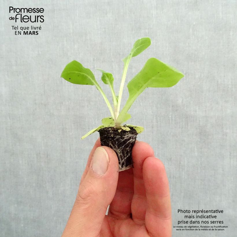 Exemplaar van Nicotiana sanderae Perfume F1 Wit - Siertabak Mini-mot Ø 3/4 cm zoals geleverd in de lente