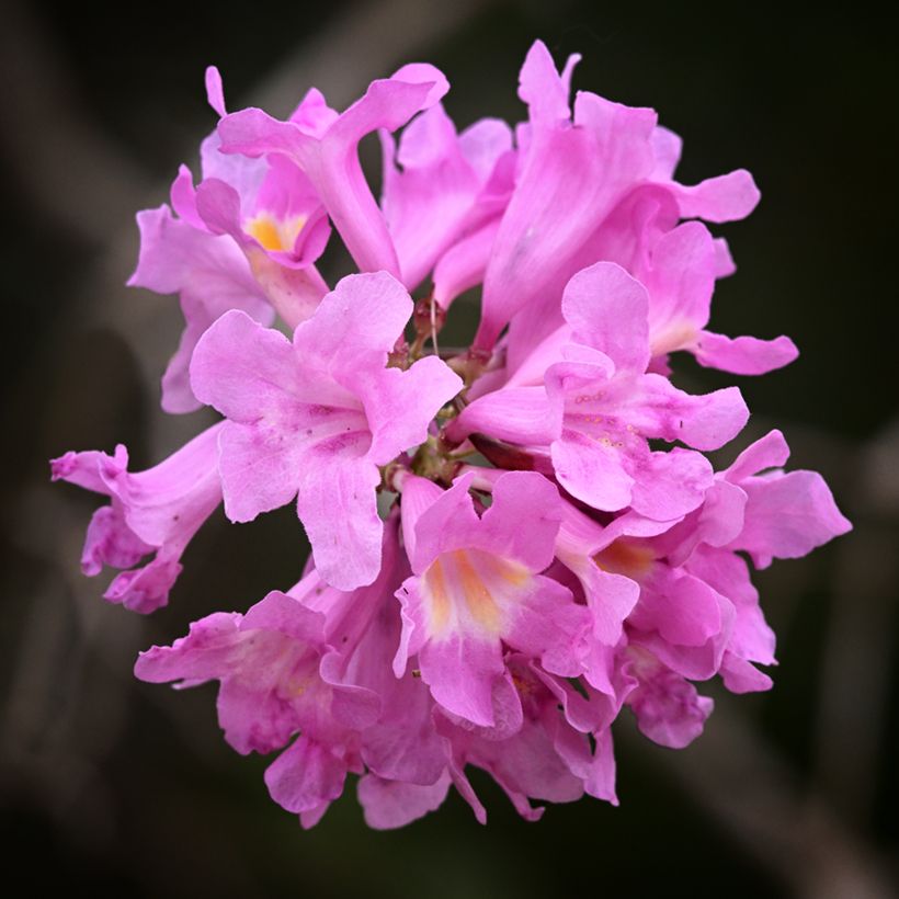 Tabebuia impetiginosa - Lapacho (Bloei)
