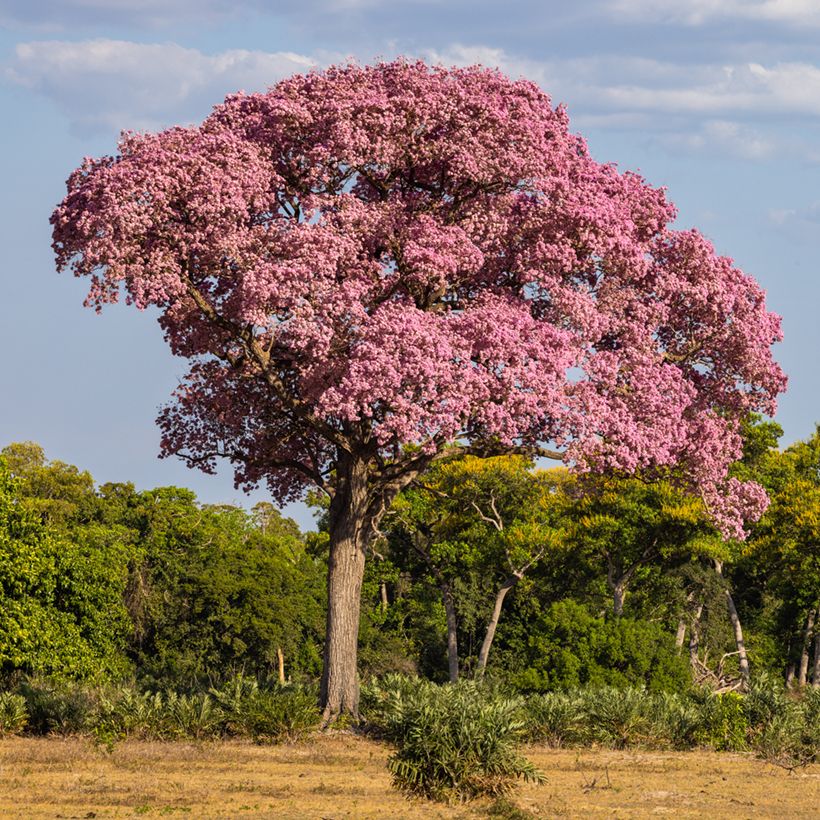 Tabebuia impetiginosa - Lapacho (Groeiplaats)
