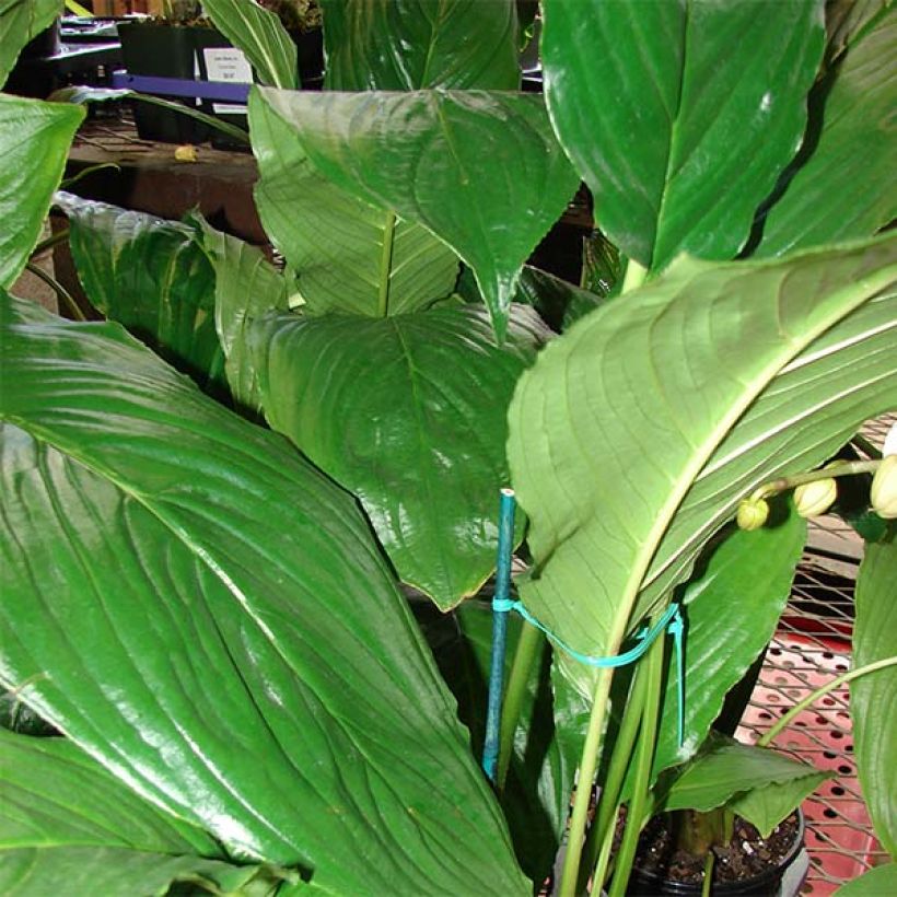 Tacca chantrieri - Vleermuisbloem (Blad)