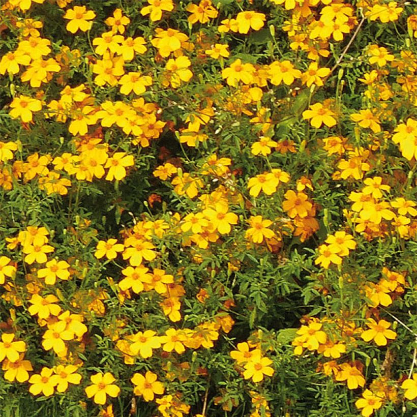 Afrikaantje - Tagetes erecta Gold Medal (Bloei)