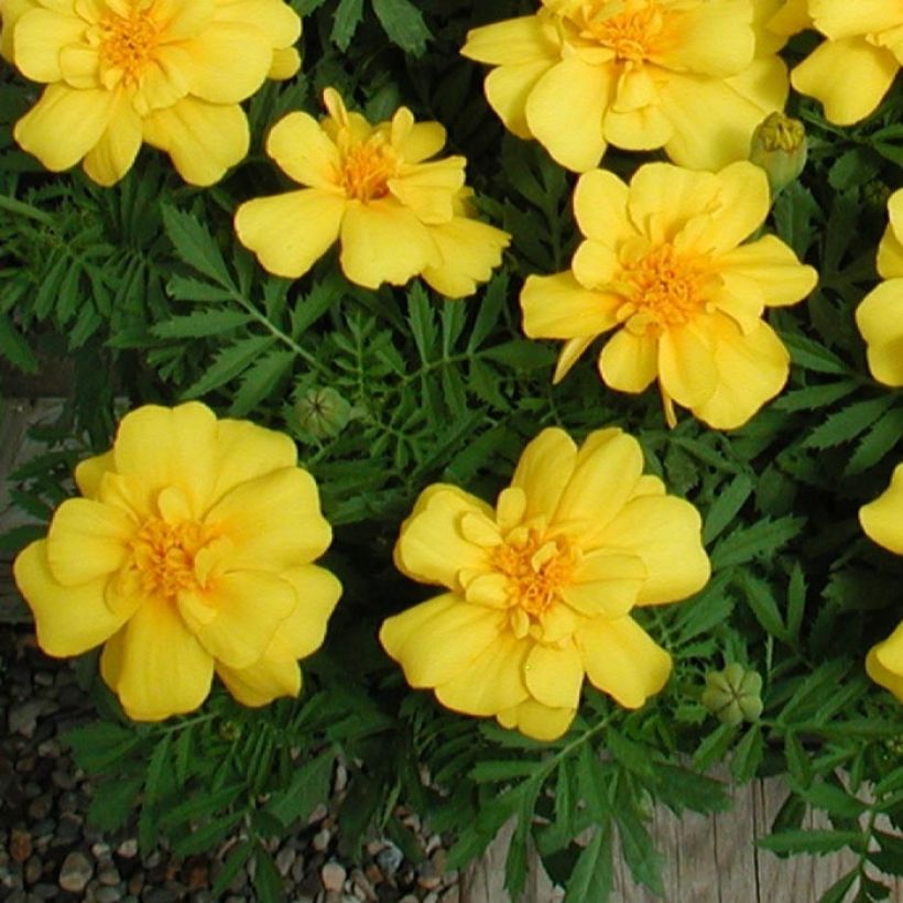 Afrikaantje - Tagetes patula Queen Yellow (plugplanten) (Blad)