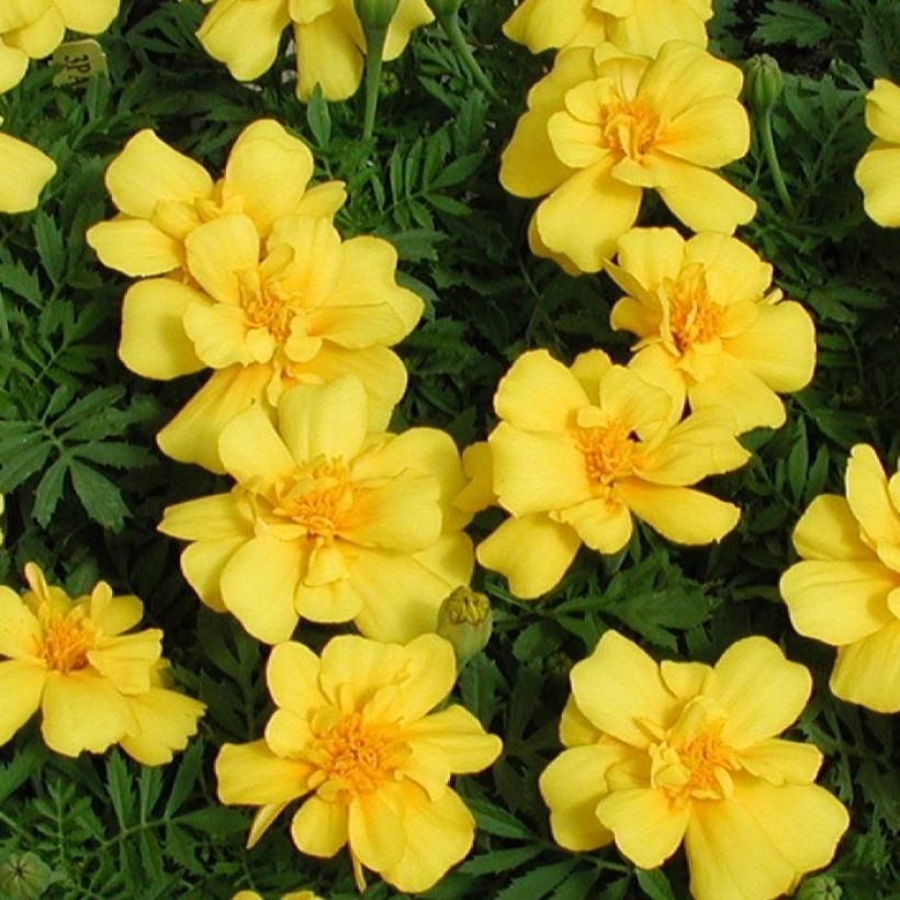Afrikaantje - Tagetes patula Queen Yellow (plugplanten) (Bloei)