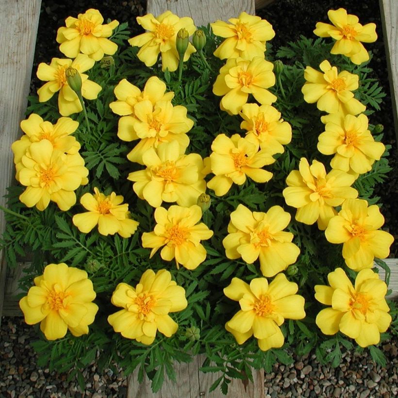 Afrikaantje - Tagetes patula Queen Yellow (plugplanten) (Groeiplaats)