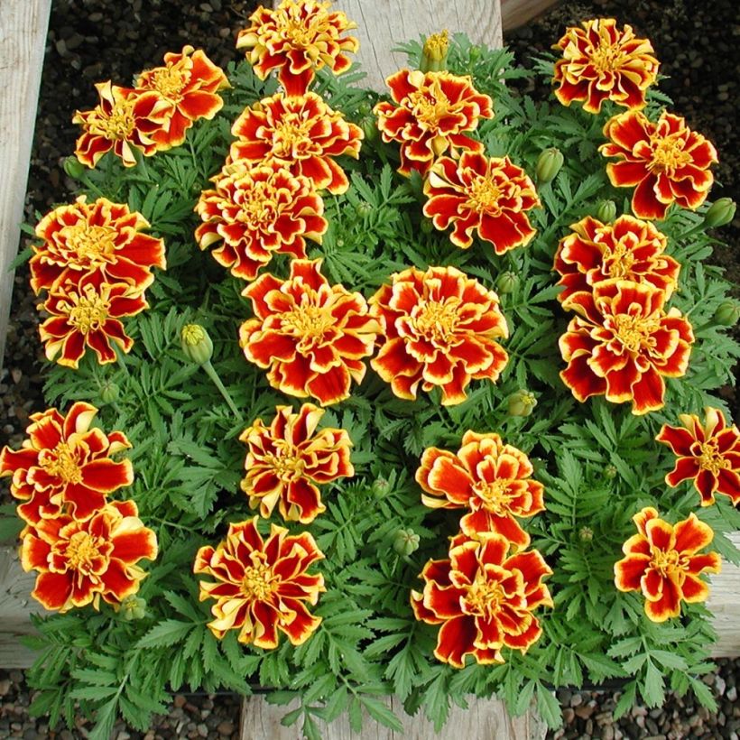 Afrikaantje - Tagetes patula Queen Yellow Fire (plugplanten) (Groeiplaats)