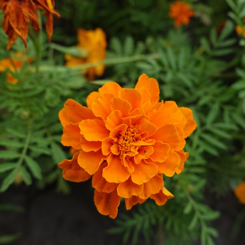Afrikaantje - Tagetes patula Durango Tangerine (zaad) (Bloei)