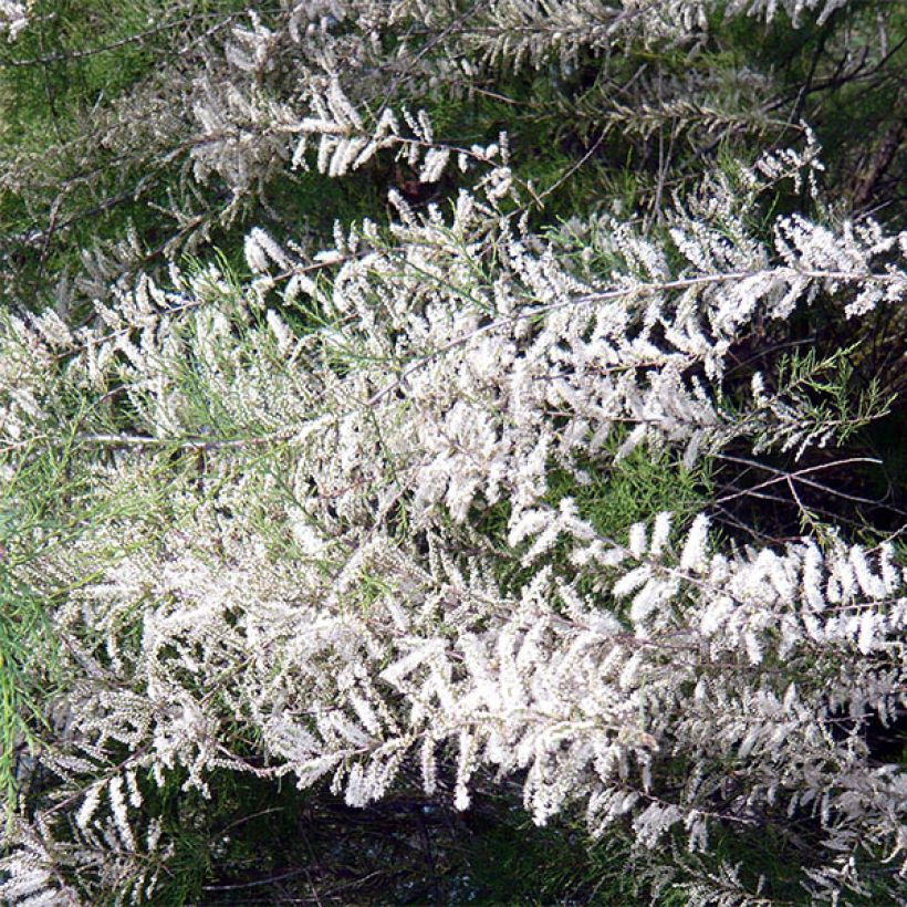 Tamarisk ramosissima Hulsdonk White (Bloei)