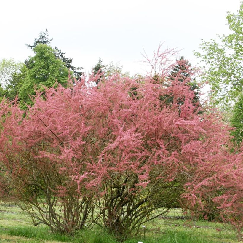 Tamarix ramosissima Rubra - Zomertamarisk (Groeiplaats)