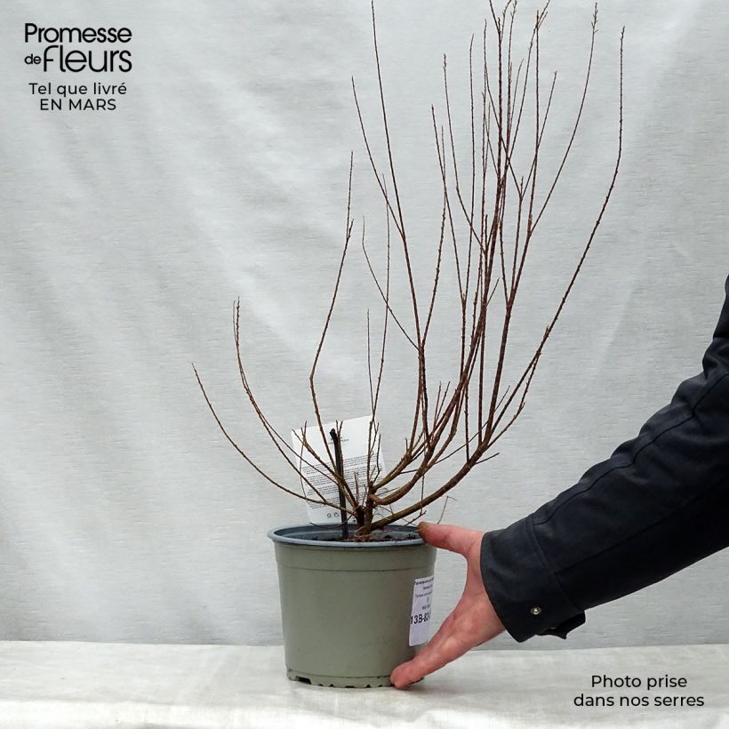 Exemplaar van Tamarix ramosissima Rubra - Zomertamarisk Pot van 3 l/4 l zoals geleverd in de lente