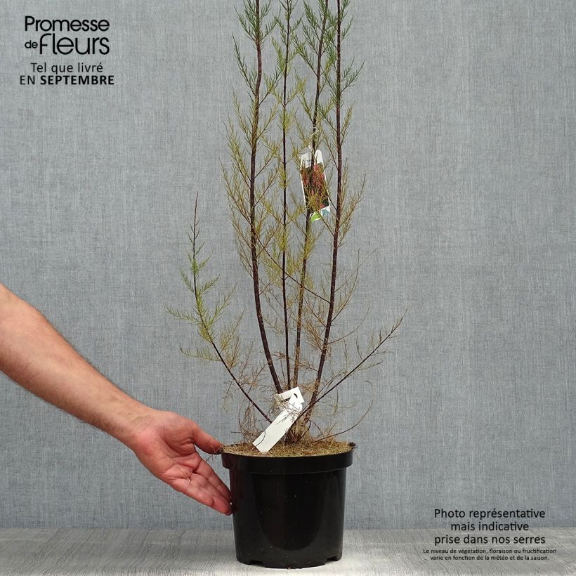 Exemplaar van Tamarix ramosissima Rubra - Zomertamarisk Pot van 3 l/4 l zoals geleverd in de herfst