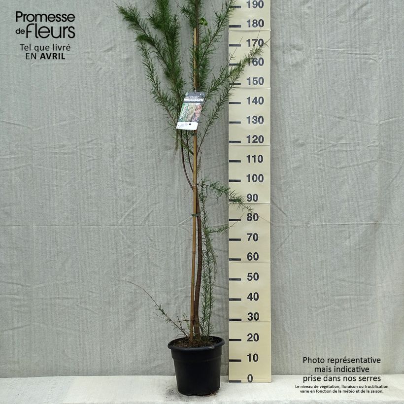 Example of Tamarix gallica - Franse tamarisk Pot van 7,5 l/10 l as you get in printemps