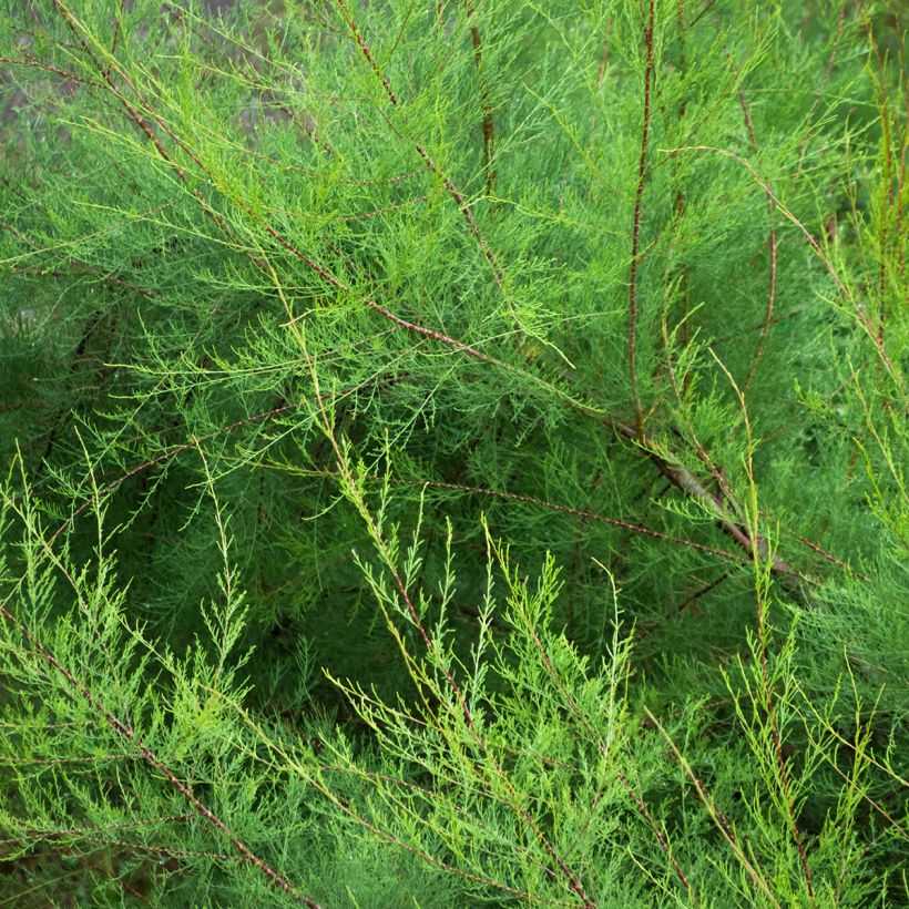 Tamarix gallica - Franse tamarisk (Blad)