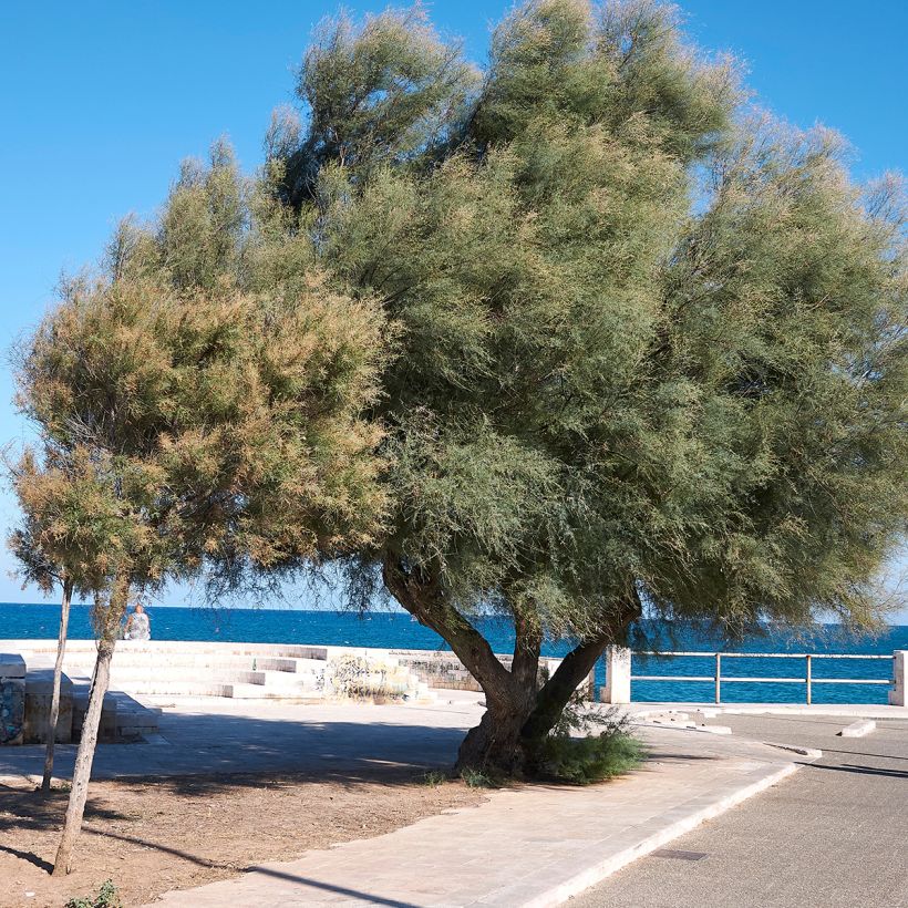 Tamarix gallica - Franse tamarisk (Groeiplaats)