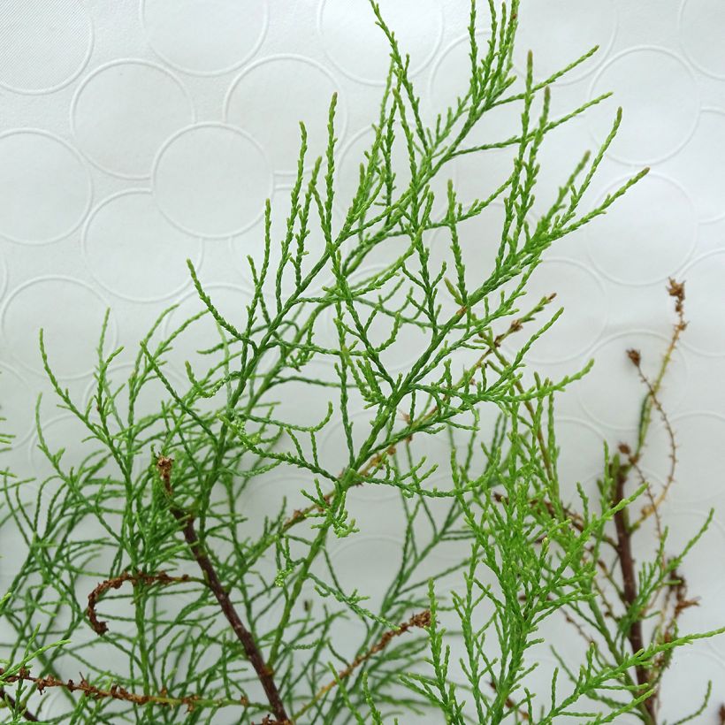 Tamarix parviflora - Tamarisk (Blad)