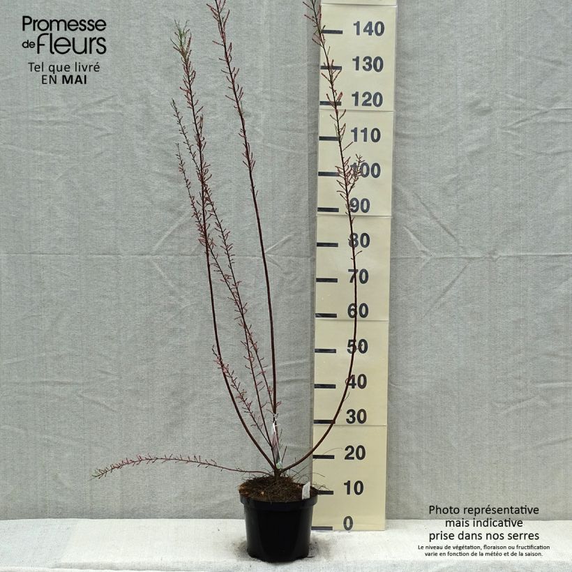 Exemplaar van Tamarix parviflora - Tamarisk Pot van 3 l/4 l zoals geleverd in de lente