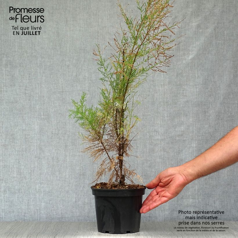 Exemplaar van Tamarix ramosissima Pink Cascade Pot van 2 l/3 l zoals geleverd in de zomer