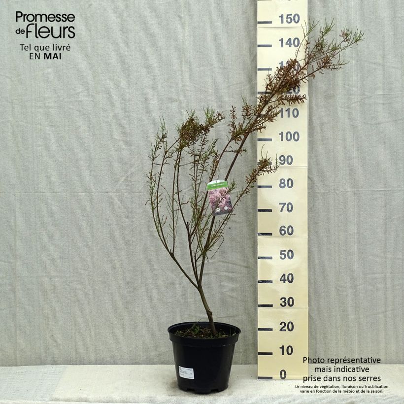 Exemplaar van Tamarix tetrandra - Tamarisk Pot van 4 l/5 l zoals geleverd in de lente