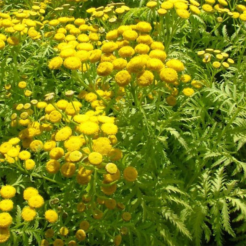 Tanacetum vulgare Isla Gold - Boerenwormkruid (Bloei)