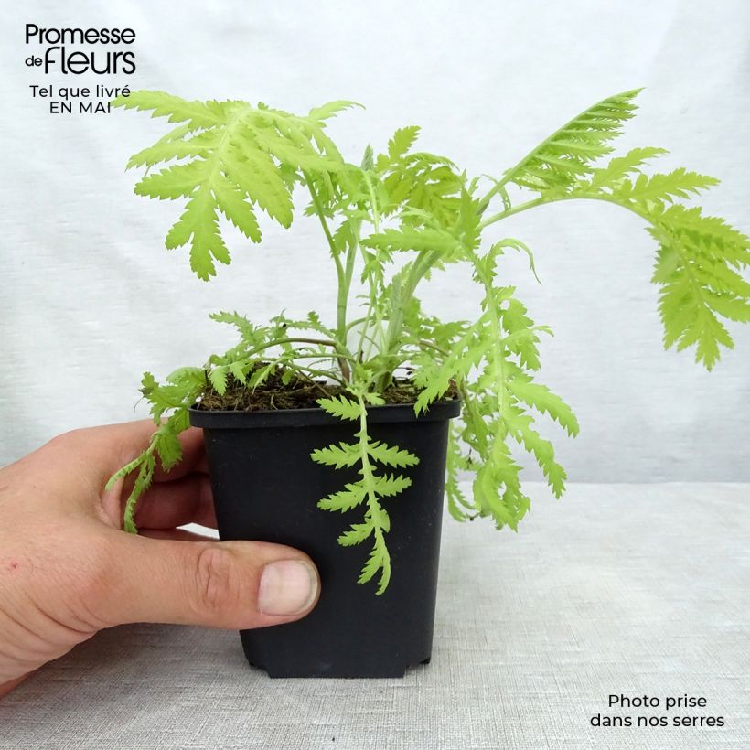 Exemplaar van Tanacetum vulgare Isla Gold - Boerenwormkruid Kweekpotje van 8/9 cm zoals geleverd in de lente