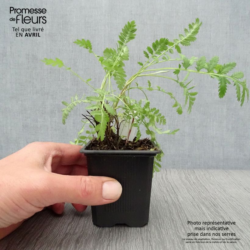 Exemplaar van Boerenwormkruid - Tanacetum vulgare Kweekpotje van 8/9 cm zoals geleverd in de lente