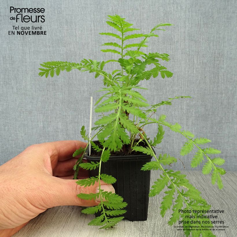Exemplaar van Boerenwormkruid - Tanacetum vulgare Kweekpotje van 8/9 cm zoals geleverd in de herfst