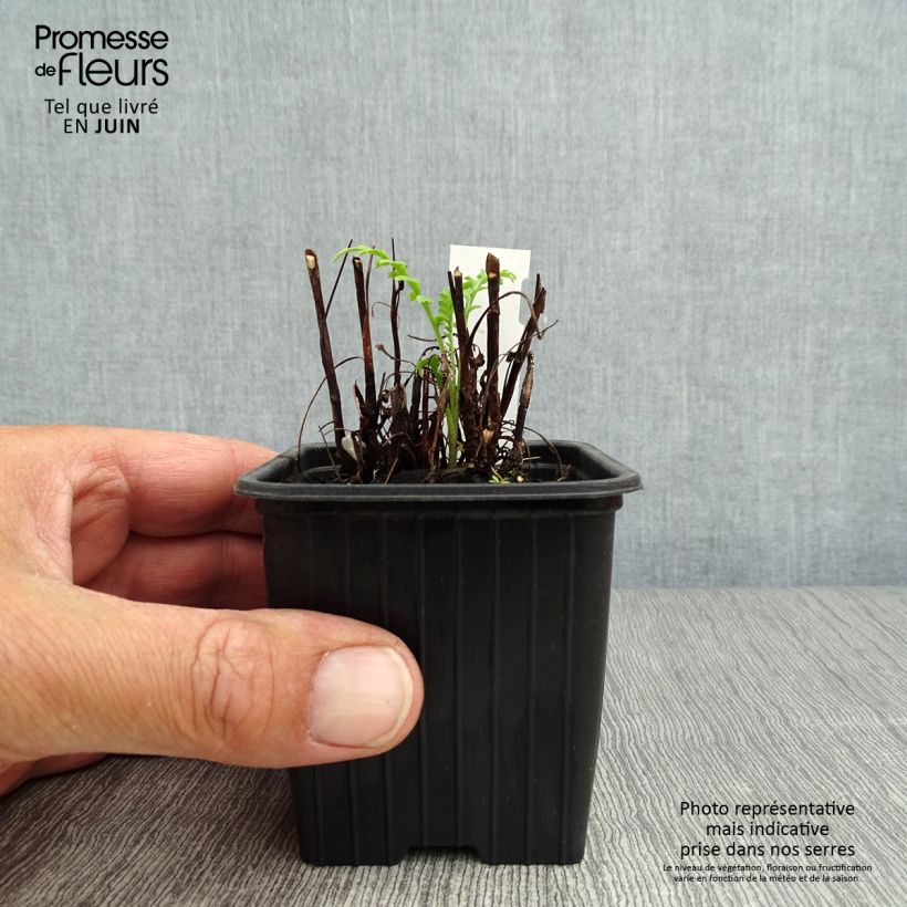 Exemplaar van Boerenwormkruid - Tanacetum vulgare Kweekpotje van 8/9 cm zoals geleverd in de zomer