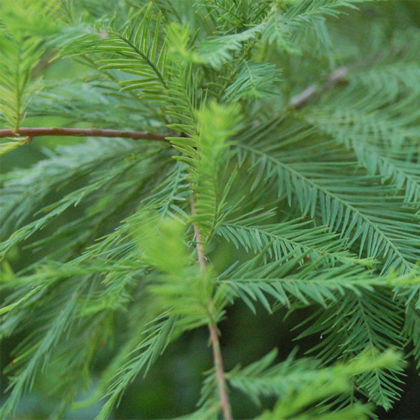 Taxodium distichum - Moerascipres (Blad)