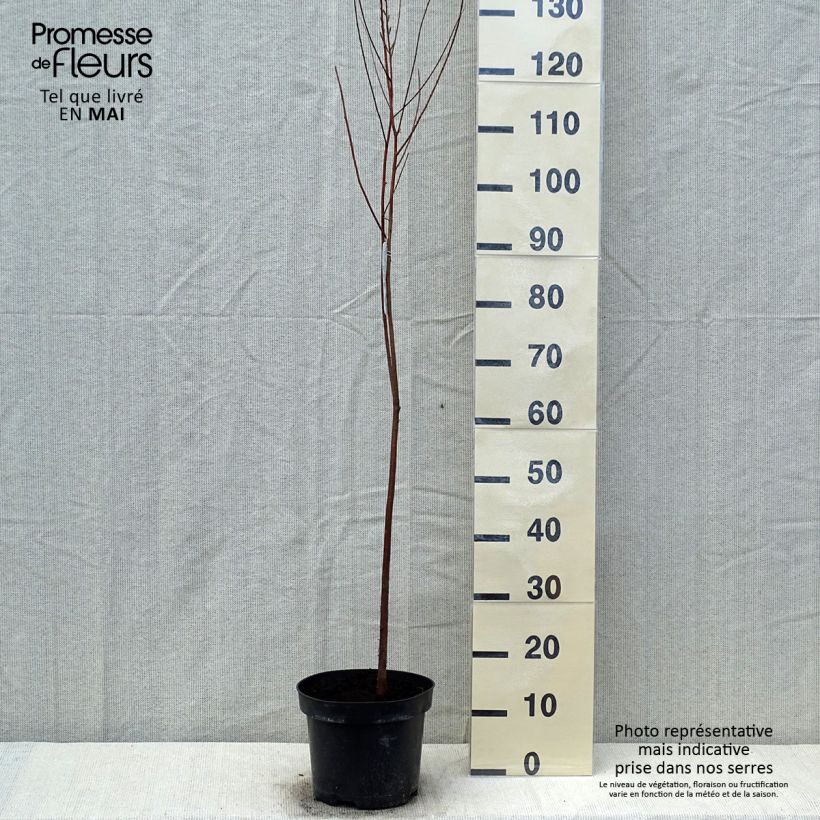 Exemplaar van Taxodium distichum - Moerascipres Pot van 3 l/4 l zoals geleverd in de lente