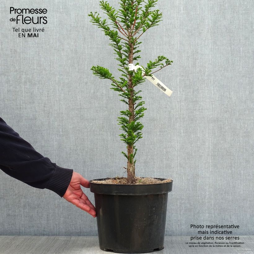 Exemplaar van Taxodium distichum Pevé Minaret - Moerascipres Pot van 6 l/7 l zoals geleverd in de lente