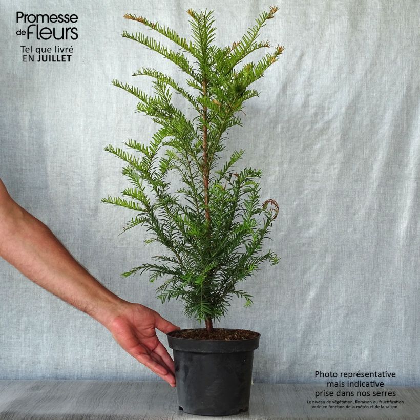 Exemplaar van Taxus baccata - Venijnboom Pot van 4 l/5 l zoals geleverd in de zomer
