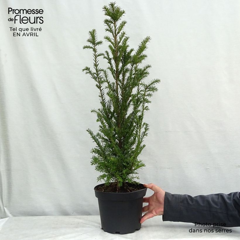 Exemplaar van Taxus baccata - Venijnboom Pot van 4 l/5 l zoals geleverd in de lente