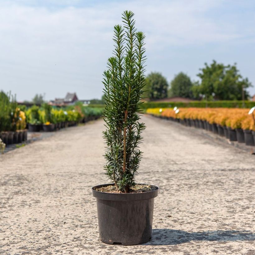 Taxus baccata fastigiata Black Tower - Venijnboom (Plant habit)