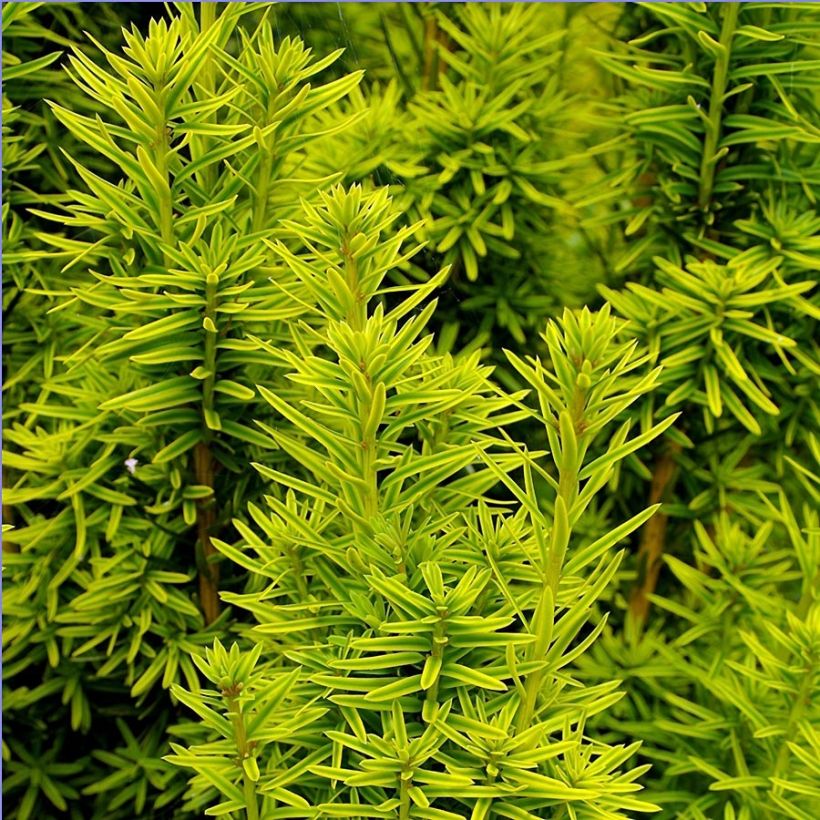 Taxus baccata David - Venijnboom (Blad)