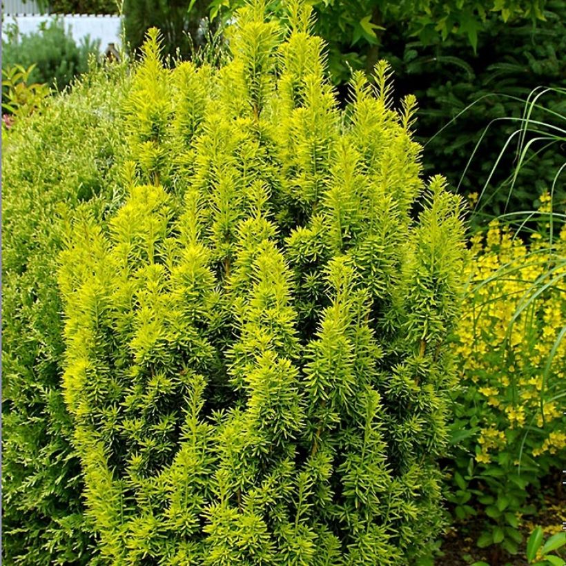 Taxus baccata David - Venijnboom (Groeiplaats)