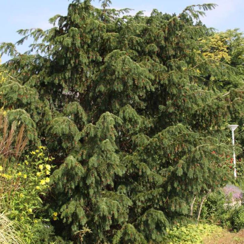 Taxus baccata Dovastoniana - Venijnboom (Groeiplaats)