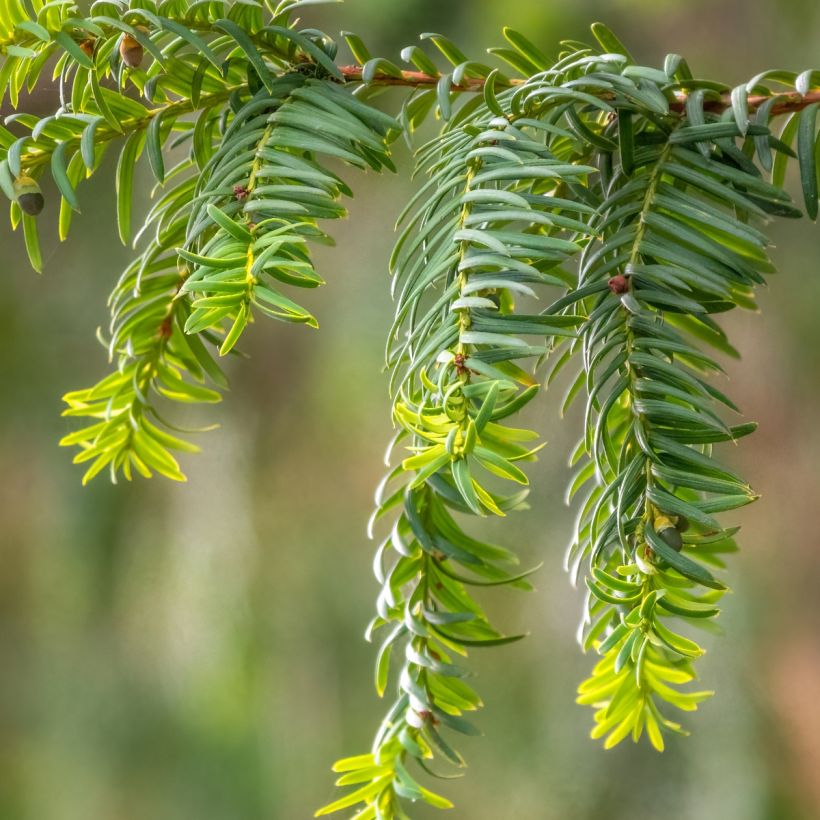 Taxus baccata Dovastoniana - Venijnboom (Blad)