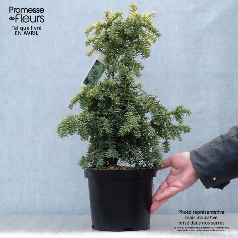Exemplaar van Taxus baccata Dovastonii Aurea - Gouden taxus Pot van 2 l/3 l zoals geleverd in de lente