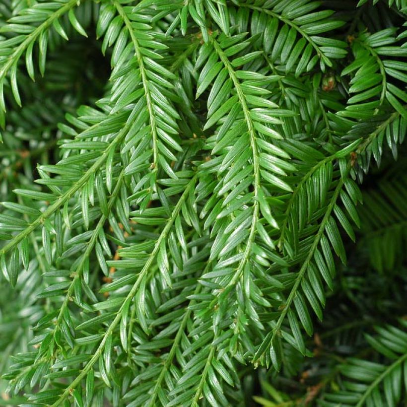 Taxus baccata Fastigiata Robusta - Venijnboom (Blad)