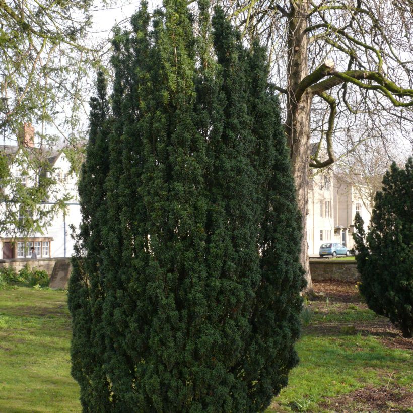 Taxus baccata Fastigiata Robusta - Venijnboom (Groeiplaats)