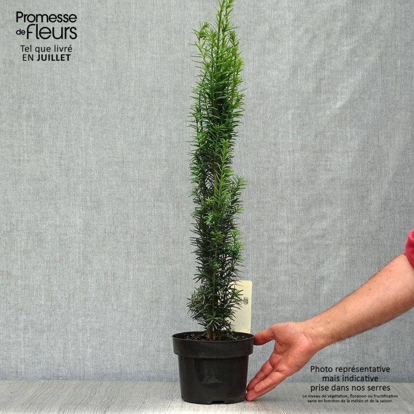 Exemplaar van Taxus baccata Fastigiata Robusta - Venijnboom Pot van 2 l/3 l zoals geleverd in de zomer