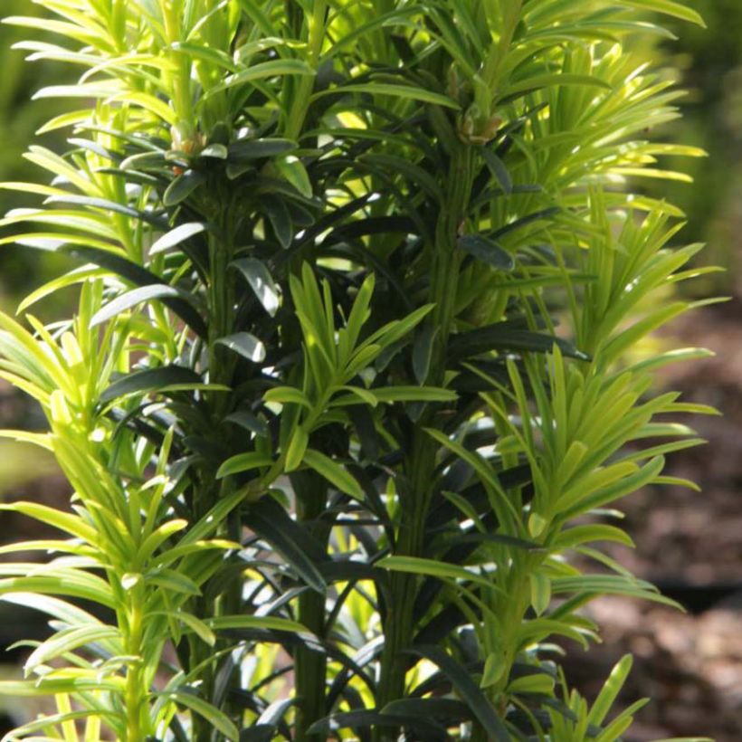 Taxus baccata Ivory Tower - Venijnboom (Blad)
