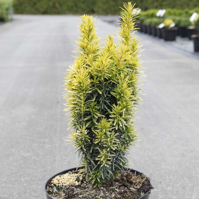 Taxus baccata Ivory Tower - Venijnboom (Groeiplaats)