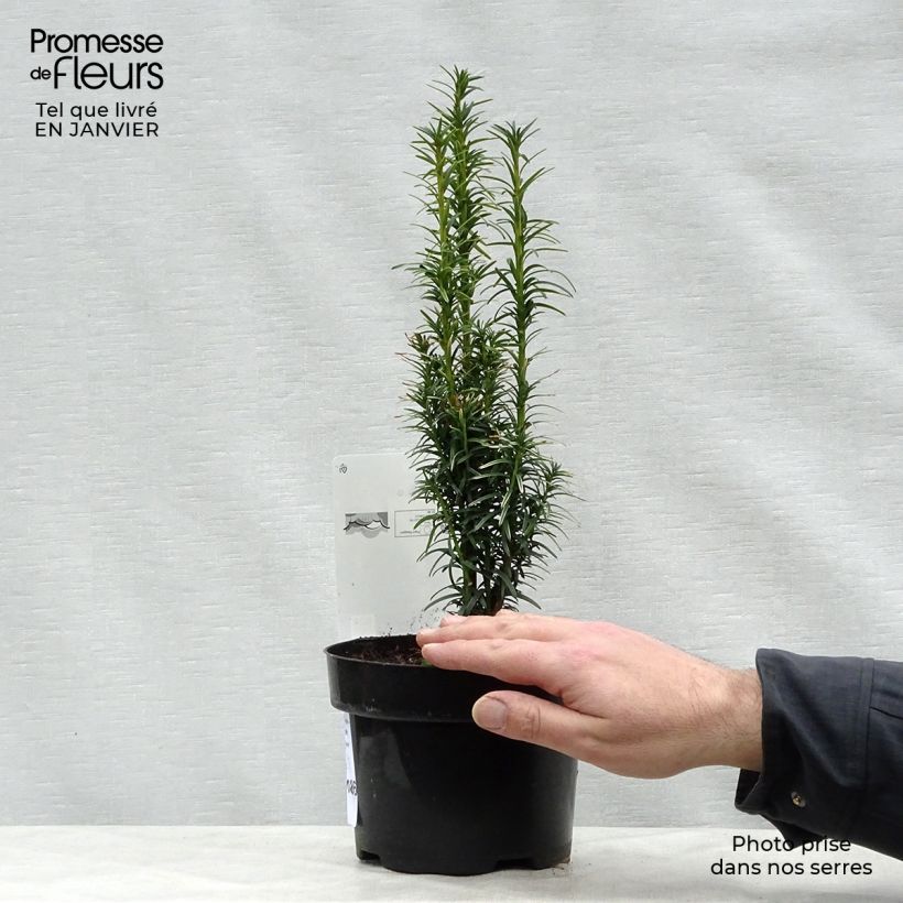 Exemplaar van Taxus baccata Ivory Tower - Venijnboom Pot van 2 l/3 l zoals geleverd in de winter