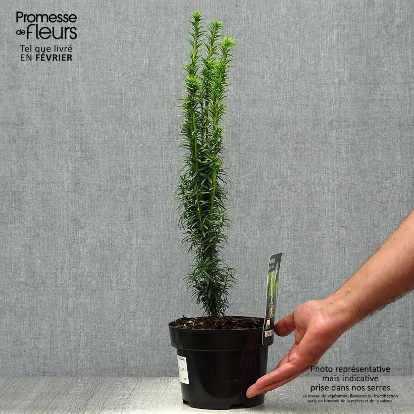 Exemplaar van Taxus baccata Ivory Tower - Venijnboom Pot van 2 l/3 l zoals geleverd in de herfst