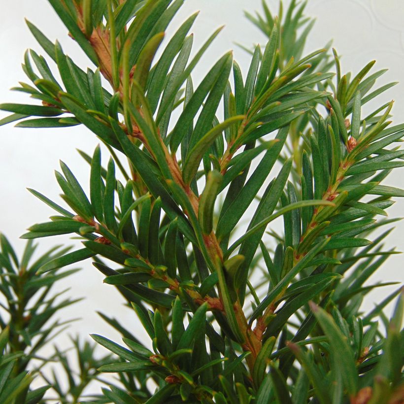 Taxus baccata Repandens - Venijnboom (Blad)