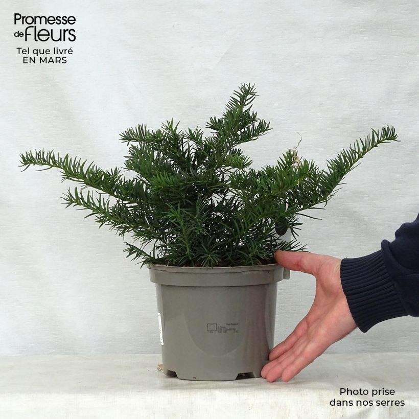Exemplaar van Taxus baccata Repandens - Venijnboom Pot van 2 l/3 l zoals geleverd in de lente