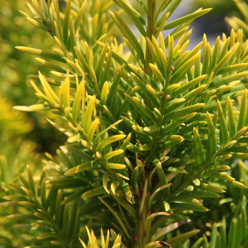 Taxus baccata Semperaurea - Venijnboom (Blad)